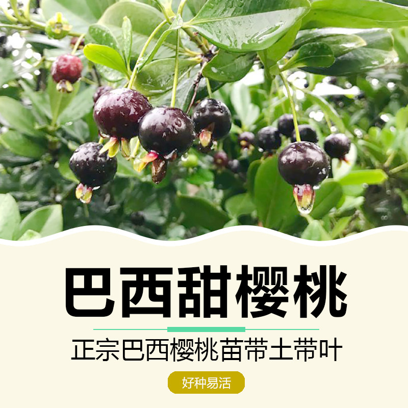 巴西甜樱桃苗长果黑玫瑰樱桃树苗车厘子盆栽新奇水果苗绿植南方