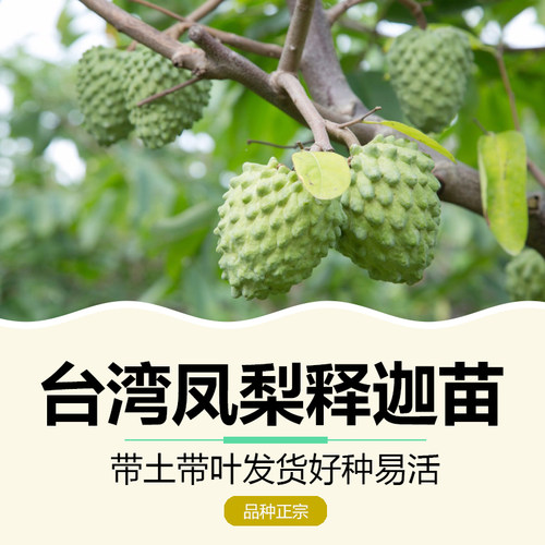 台湾嫁接盆栽庭院绿植果树苗