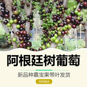 树葡萄嘉宝果树四季结果大果品种