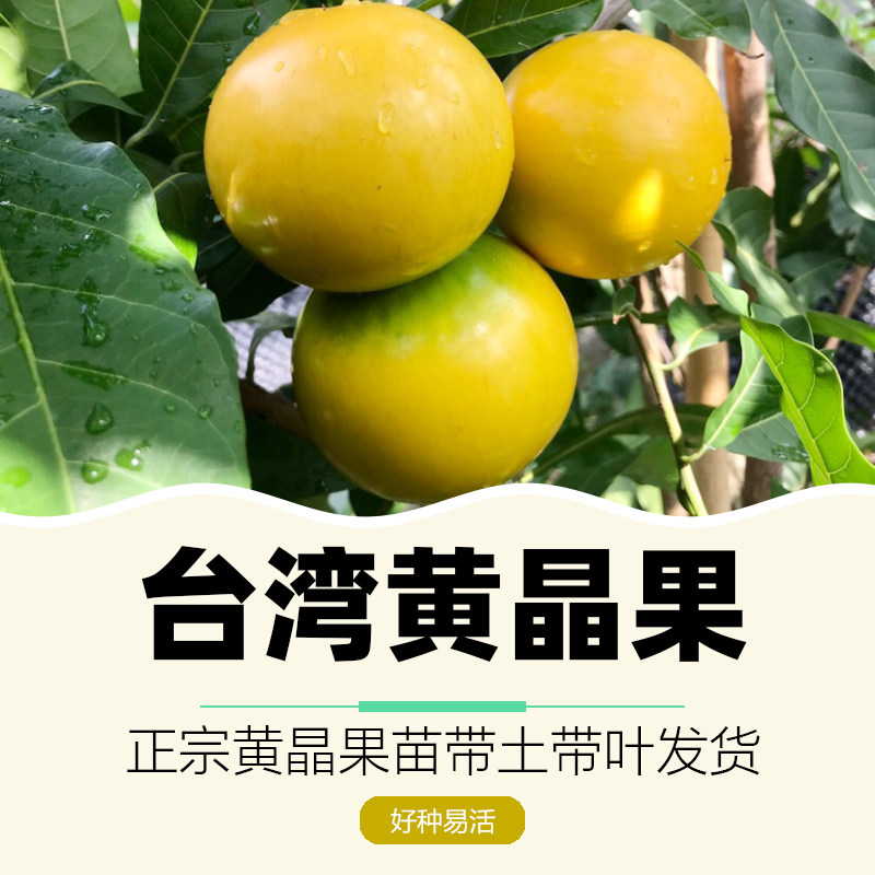 黄晶果树苗正宗台湾盆栽