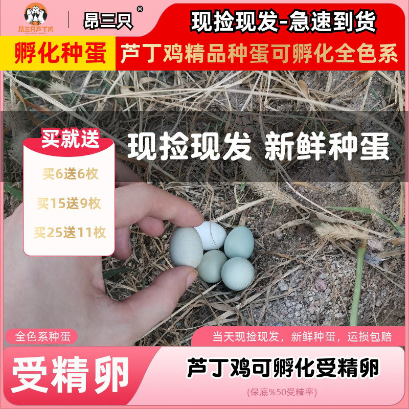 昂三只芦丁鸡种蛋受精可孵化蛋网红小鸡德系纯白瓦灰礼服鸡全色系
