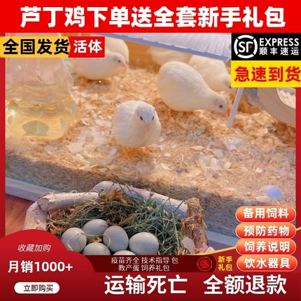 极有家网红芦丁鸡40-60天青年鸡活鸡物宠物鸡活体全色系顺丰包邮