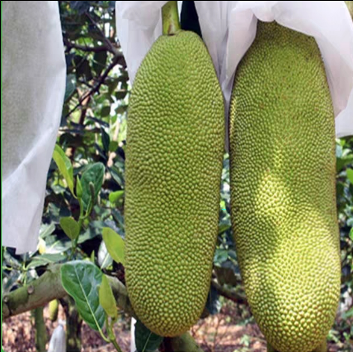 木菠萝专用防虫防寒套袋水果套袋