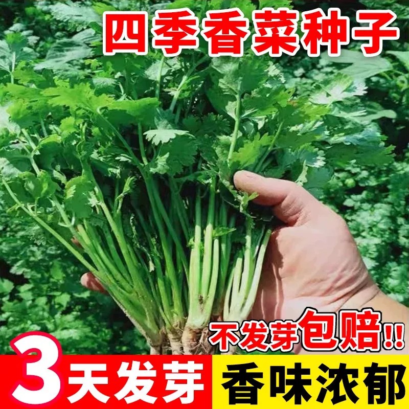 香菜种子阳台蔬菜大全农家小叶香菜菜种籽四季大叶芫荽籽种老品种