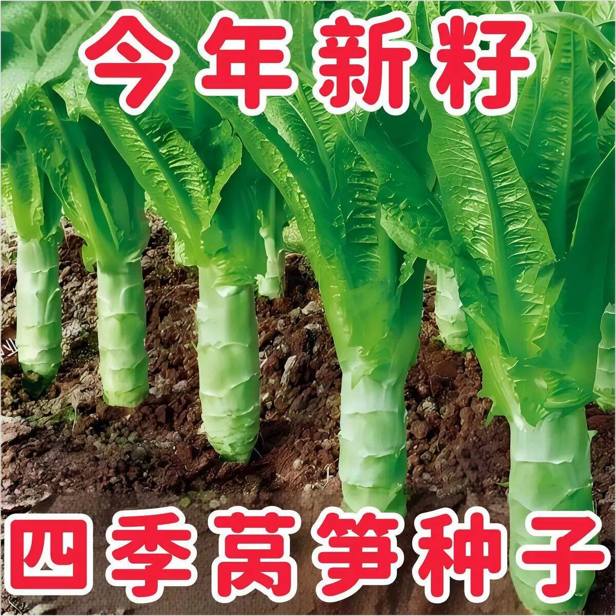【新种上市】四季莴笋种子白皮绿肉香莴苣种籽耐热抗寒蔬菜种子