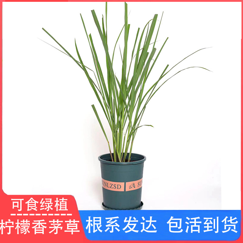 新鲜香茅草苗 柠檬草种苗盆栽 泰国冬阴功汤料可食用驱蚊绿植花卉,鲜花速递/花卉仿真/绿植园艺,绿植,淘宝优惠券,粉丝福利购,淘宝优惠卷