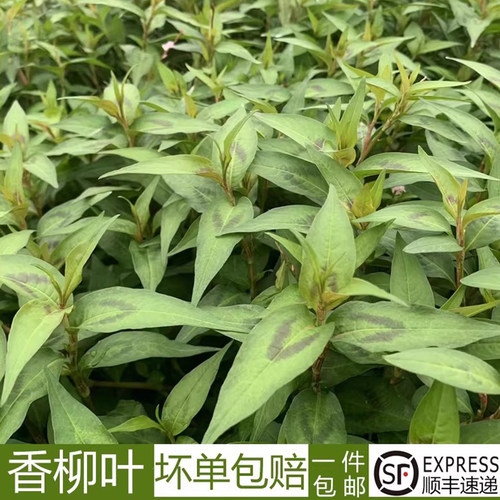 香柳叶新鲜叻沙叶鱼生草食用泰国