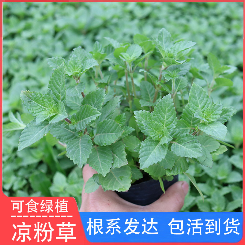广东新鲜凉粉草苗 绿凉粉草苗烧仙草苗仙人草苗 庭院盆栽绿植苗