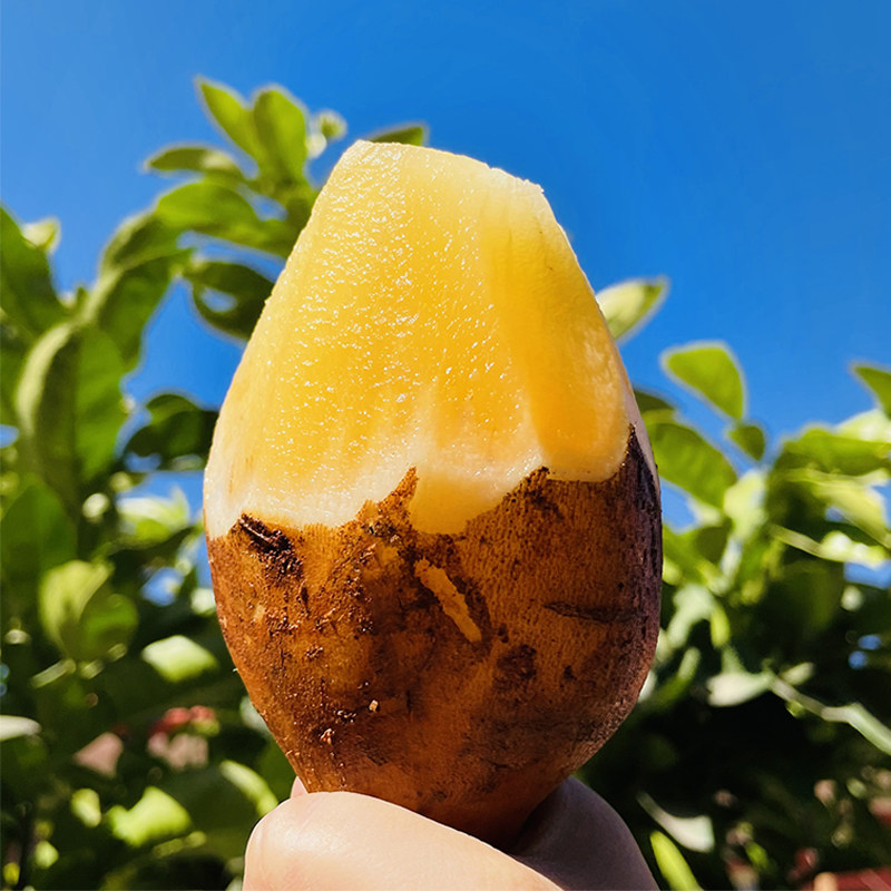 云南天山雪莲果红心黄肉当季特价特产新鲜水果低糖水果整箱包邮,水产肉类/新鲜蔬果/熟食,雪莲果,淘宝优惠券,粉丝福利购,淘宝优惠卷