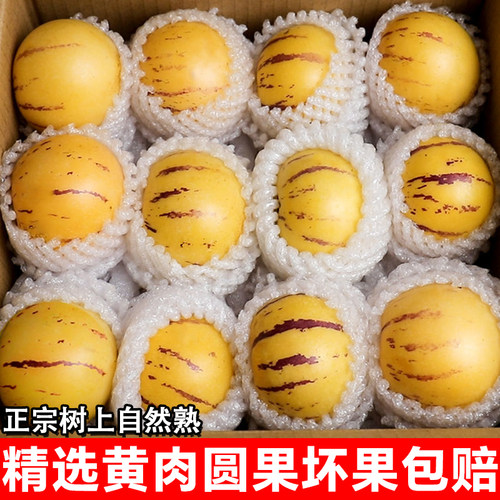 现货树上云南石林人参果新鲜