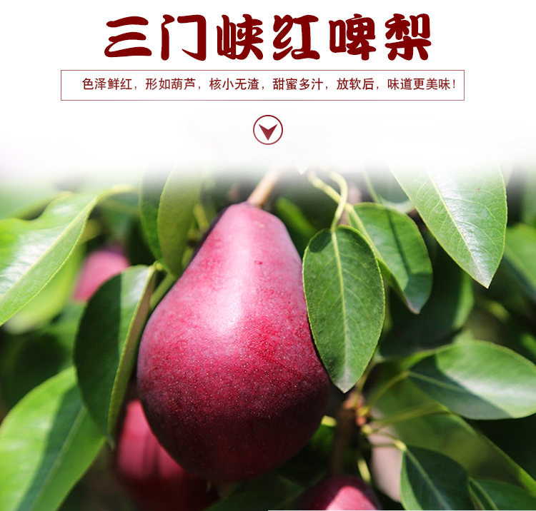 红梨新鲜水果红啤梨现摘现发梨子太婆梨葫芦梨冰淇梨梨子5斤包邮