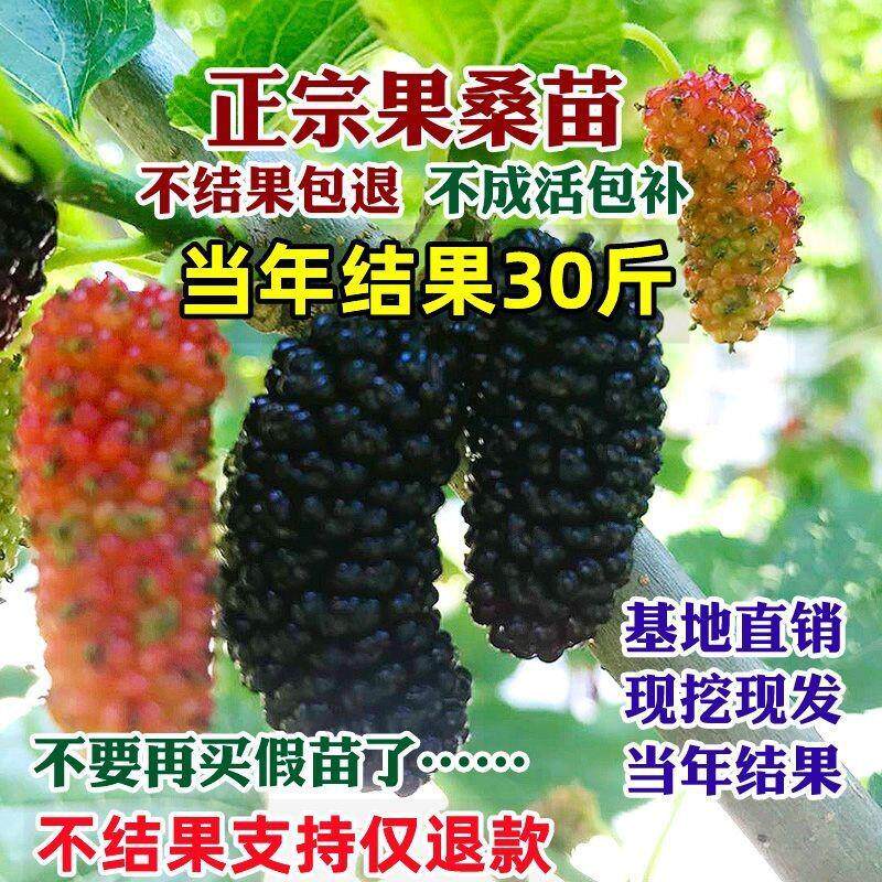 桑葚苗大果特大号桑果树苗当年结果盆栽地栽室内室外南北方四季种