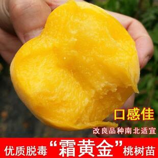 嫁接霜黄金黄桃树苗冬桃特大黄桃树苗盆地栽北方庭院种植当年结果
