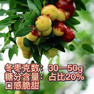 沾化冬枣树苗嫁接冰糖冬枣子果树果苗南北方种植盆栽地栽耐冬耐冻