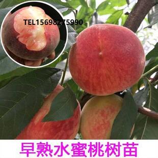 嫁接桃树苗四川成都龙泉驿水蜜桃果树苗桃子苗早熟桃树苗盆栽地栽