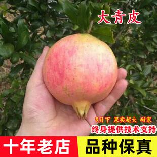 特大耐寒山东大青皮石榴苗庭院果树盆栽地栽当年结果南方北方种植