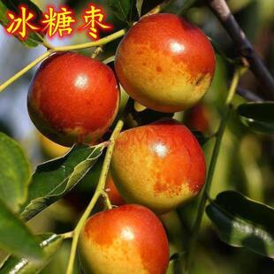 冰糖冬枣子苗枣树苗枣子树苗嫁接耐寒树苗适合南北种植地栽盆栽苗