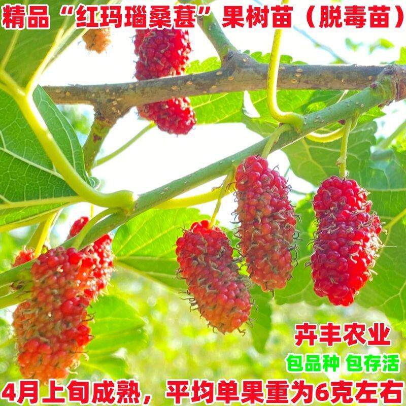 红玛瑙果桑树苗南北方阳台庭院四季种植桑葚果树苗桑葚苗当年结果