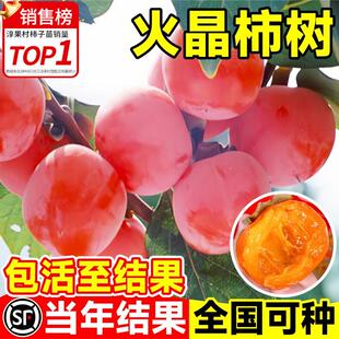 云南火晶柿子苗树柿子树果苗北方耐寒软柿子树嫁接苗南方庭院果树