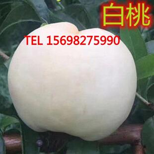 桃树苗嫁接突围桃果树苗庭院盆栽地栽当年结果南方北方种植桃树苗