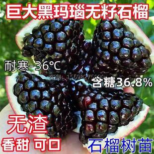 石榴树苗特大黑籽石榴苗嫁接黑玛瑙无籽石榴耐寒耐旱当年结果树苗