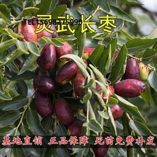 嫁接果树苗 灵武长枣子苗 大枣树苗 枣树树苗 北方地栽 当年结果