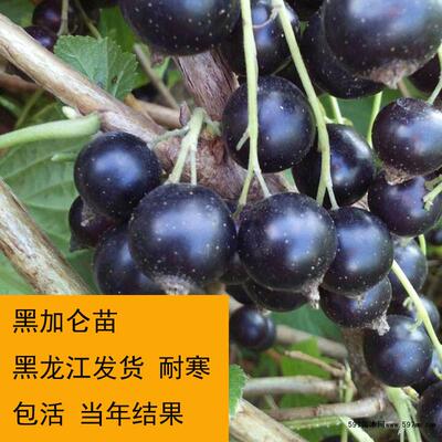 东北耐寒水果苗黑加仑果树苗当年结果包活黑豆果树苗黑龙江发货