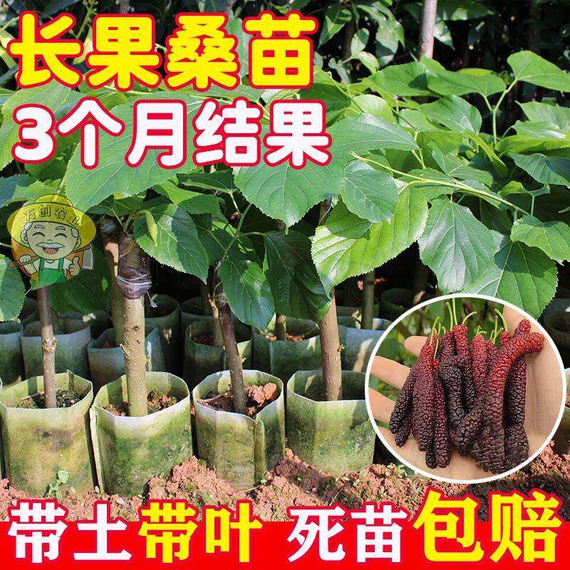 桑葚苗桑椹苗无籽大果桑长桑果苗嫁接苗树苗南北方种盆栽当年结果