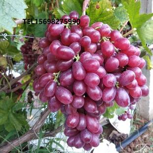 葡萄新品种 克伦生无核葡萄苗 嫁接苗红提克瑞森葡萄树苗当年结果