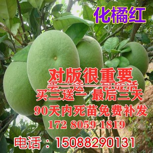 正毛化橘红苗 化州橘红果苗 化州药用特产 桔红树苗 橘红嫁接苗结