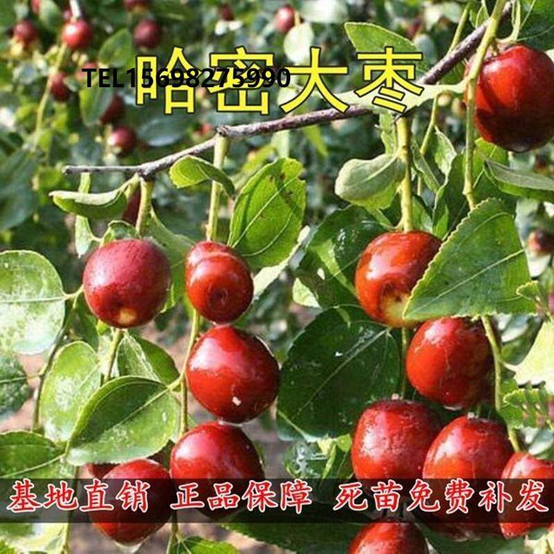 新疆哈密大枣苗新疆大枣苗嫁接枣树骏枣子苗当年结果树苗