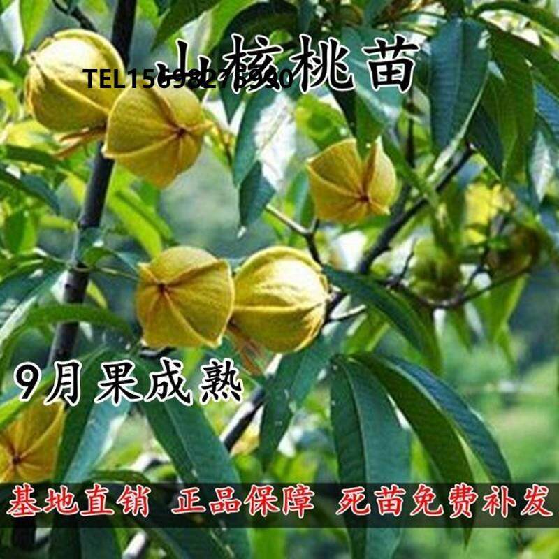 山核桃树苗南北方庭院盆栽地栽种植薄皮耐寒嫁接特大薄皮当年结果