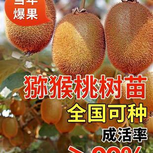 猕猴桃树苗公母同株嫁接红心超甜大果南北方种植盆栽地栽当年结果