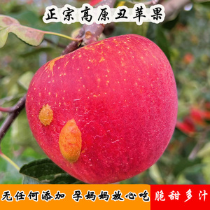 2026云南高原华硕丑苹果新鲜水果早熟苹果脆甜多汁富士5/9斤包邮