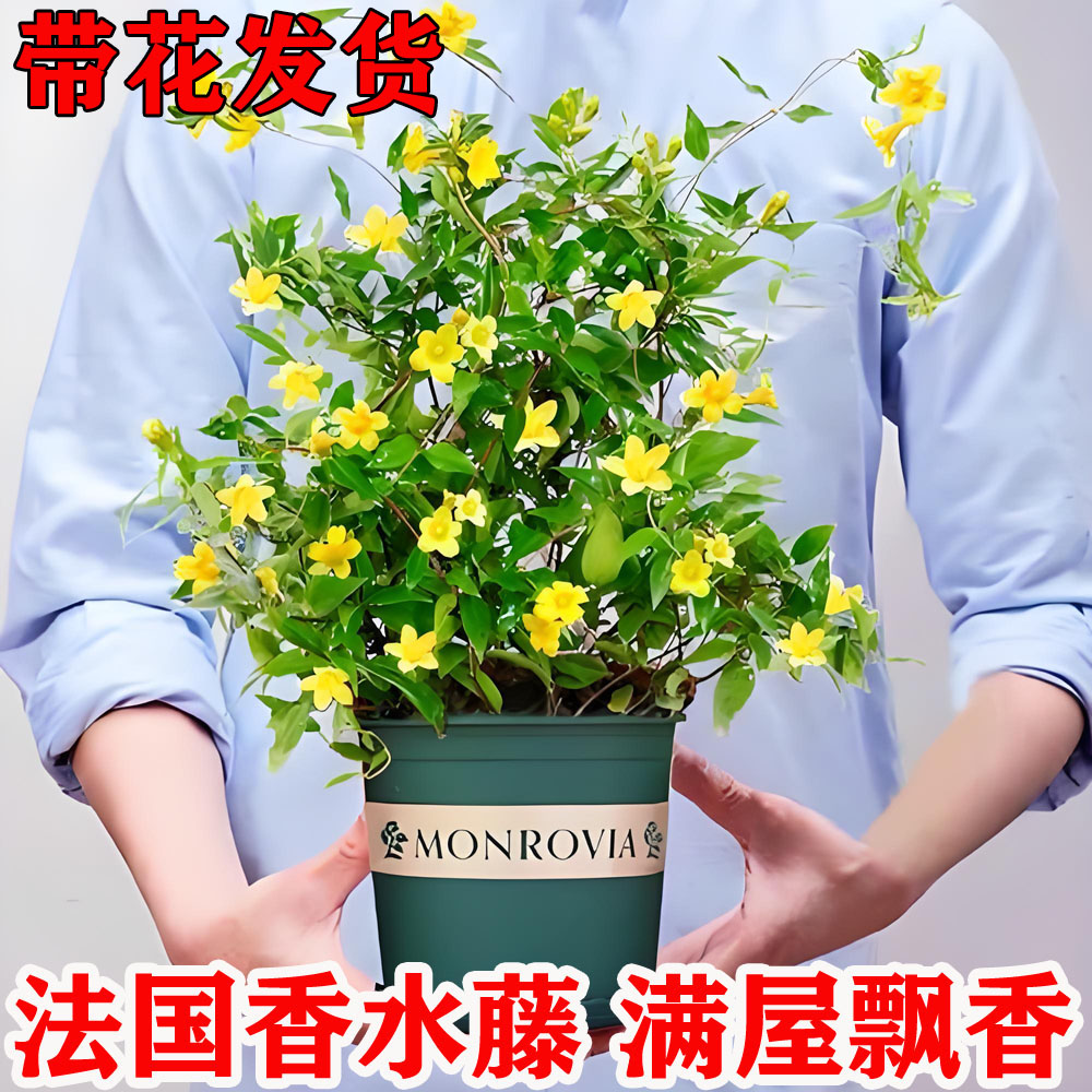 法国茉莉花盆栽苗爬藤庭院阳台
