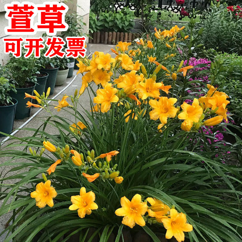 金娃娃大花萱草花苗耐阴耐寒植物室外庭院四季好养玉簪多年生花卉