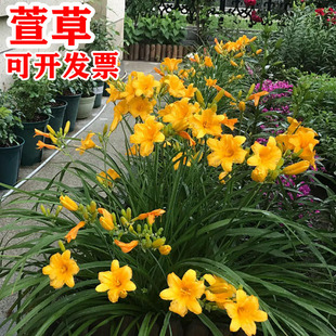 金娃娃大花萱草花苗耐阴耐寒植物室外庭院四季好养玉簪多年生花卉