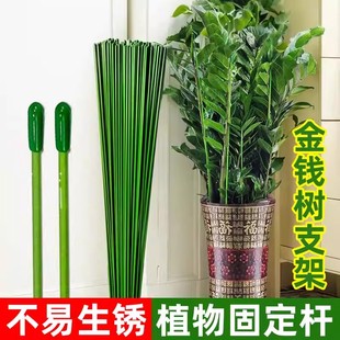 金钱树支撑杆花盆支架杆室内瓜果花卉植物园艺花架爬藤固定捆绑杆