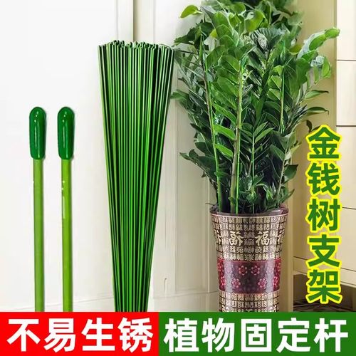 金钱树支撑杆花盆支架杆