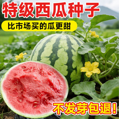 8424冰糖麒麟美都无籽巨型特大果
