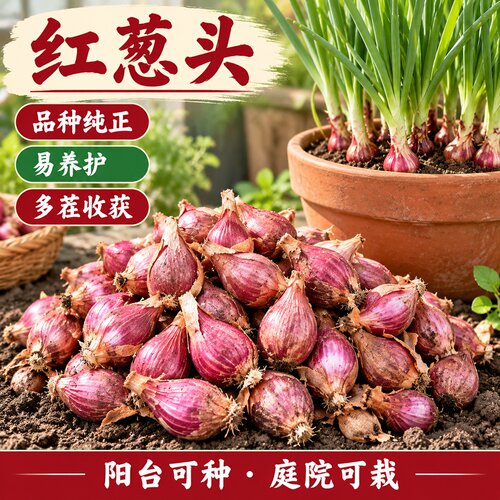 四季葱红葱头种小香葱葱头种子正宗四川火葱头种老品种红根葱头种