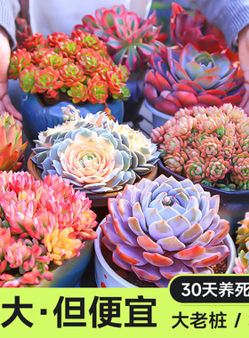 云南巨无霸超大多肉群生老桩大株植物花卉橙梦露法师劳尔洛可可