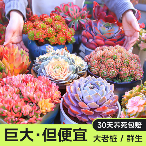 特大多肉耐旱MUMUHOME老桩群生