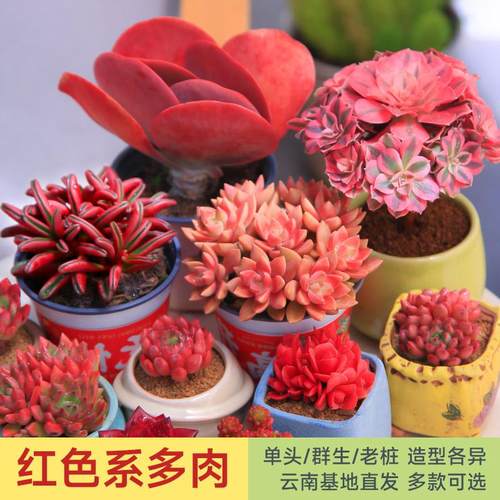 MUMUHOME云南多肉植物组合盆栽