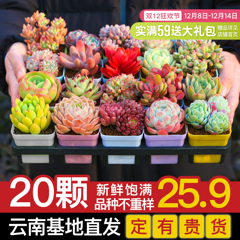 云南多肉植物新手组合套餐绿植