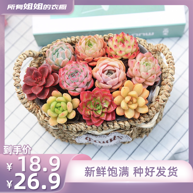 【所有姐姐的衣橱直播间】mumuhome缤纷多肉植物组合好养耐活云南