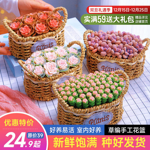 桌面好养多肉摆件多肉植物