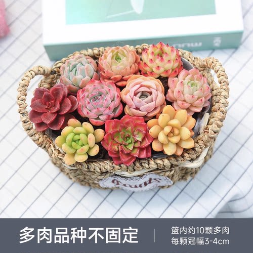 缤纷多肉组合花篮懒人植物礼物精美组合新手好养耐活云南直发DR