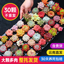 多肉植物室内带盆组合小盆栽带桩大颗好养活多品种花卉绿植营养土