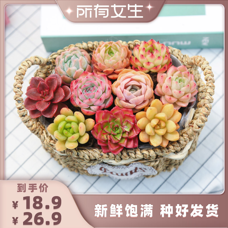 【所有女生直播间】缤纷多肉植物组合好养新手含花盆品质耐活云南